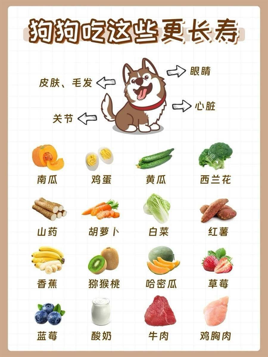 你們知道狗狗吃什麼會更長壽嗎?