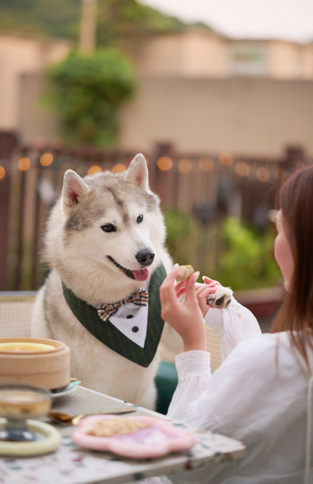 PET EXPERIENCE